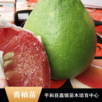 東南亞特色柚子苗木批發(fā)指南 純正馬來(lái)西亞青柚苗、無(wú)籽雞尾青柚苗、泰國(guó)紅寶石柚子苗及水晶青柚苗價(jià)格解析