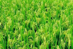 全國各個地區(qū)主要農(nóng)作物大盤點