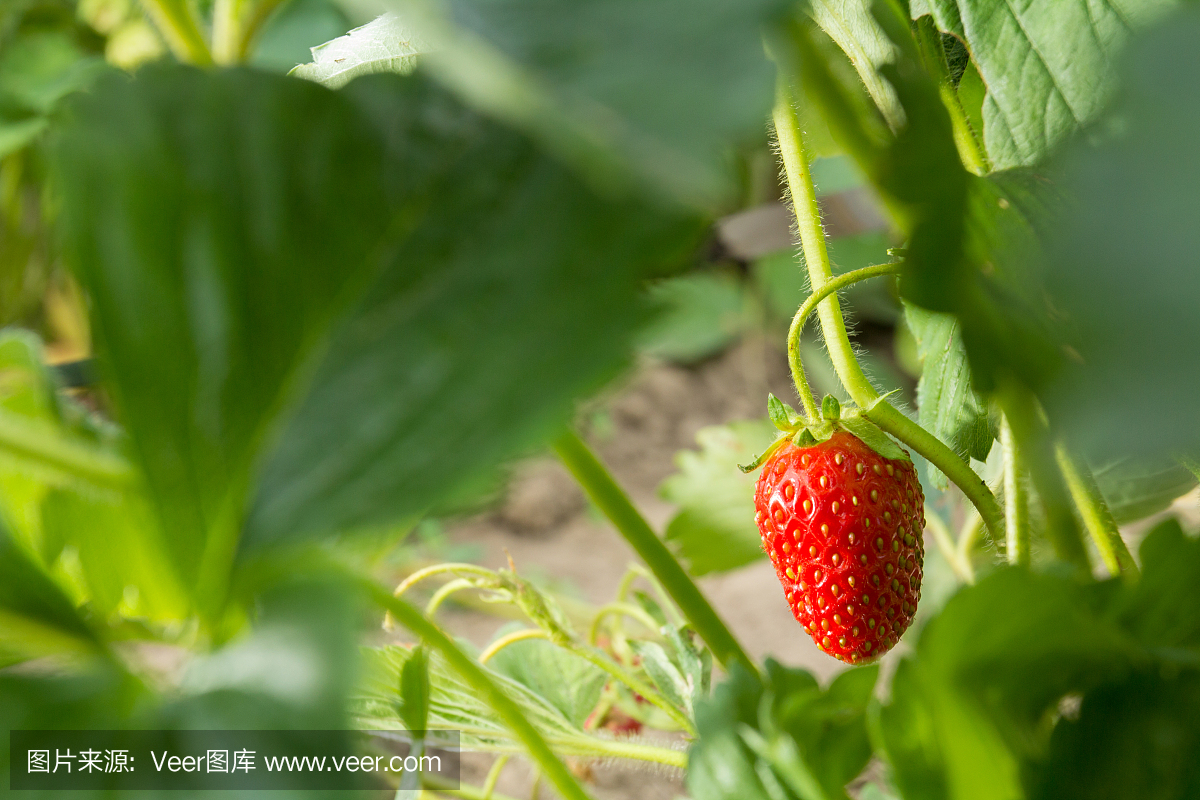 非常美味的草莓。草莓作物。紅色,多汁,大漿果。香甜可口的漿果。