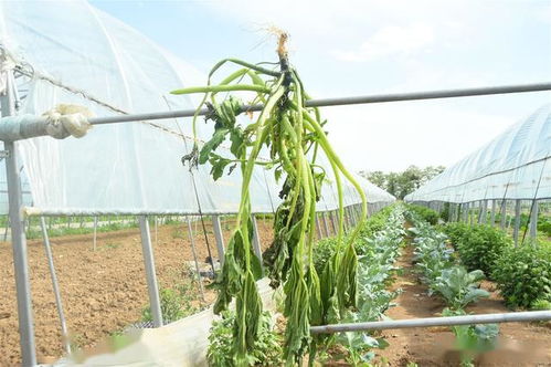 農(nóng)民轉(zhuǎn)型經(jīng)濟(jì)作物,不管投入大小,3個細(xì)節(jié)決定種植成敗