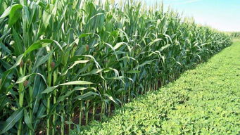 秋玉米高產(chǎn)栽培技術(shù)