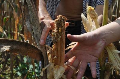 農(nóng)業(yè)部:2018年要減少水稻玉米小麥種植面積,糧食產(chǎn)量會(huì)減少嗎?