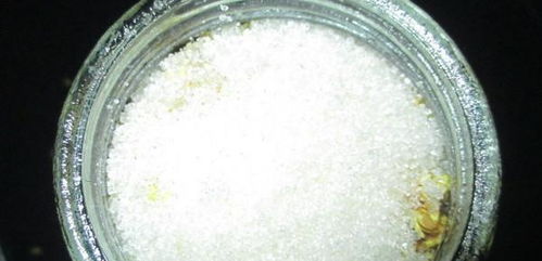 一把白糖,一份桂花,教你自制桂花釀,清香撲鼻,簡單易學(xué)